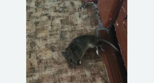 Дезинфекция от мышей в Давыдово