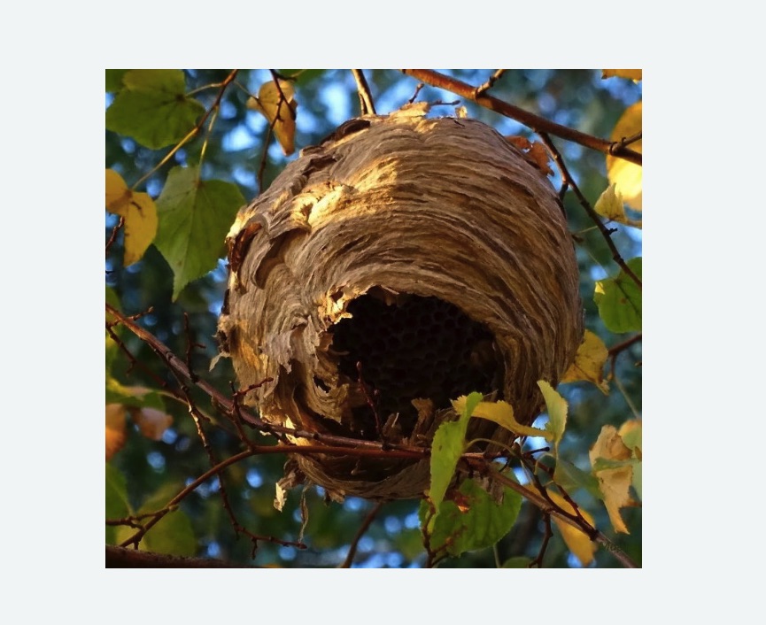 Обработка от шершней в Давыдово