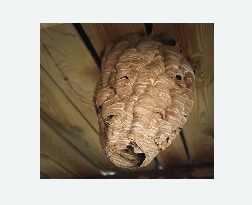 обработка от шершней в Давыдово