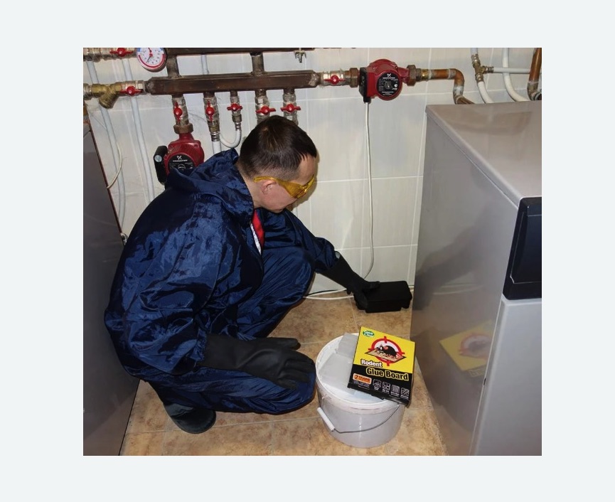 Уничтожение крыс в Давыдово